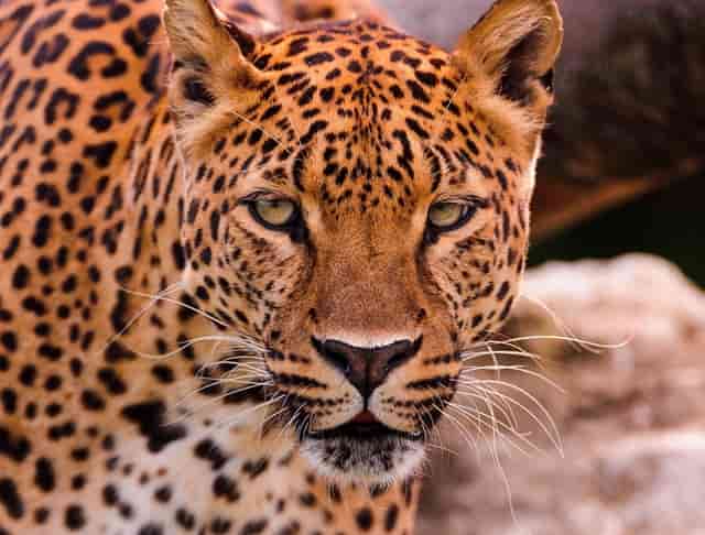 欧洲杯最假一场西班牙